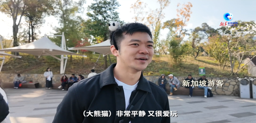 同比增长超70% 全球游客为熊猫“扎堆”成都