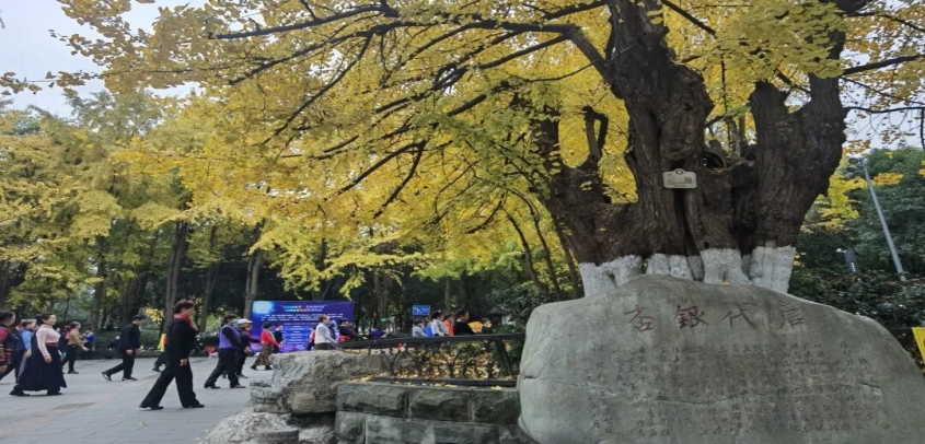 成都5年浪漫实验爆火！专家：搞个节日继续嗨